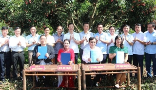 Chủ tịch UBND tỉnh Bắc Ninh Vương Quốc Tuấn khảo sát tại vùng vải Lục Ngạn
